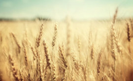 Федерация фермеров Урожай зерновых в следующем году под угрозой