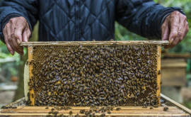 Un complex apicol a fost deschis în premieră în Moldova