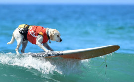в Бразилии провели чемпионат по серфингу для собак