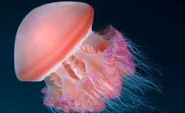 Cercetătorii au învățat să citească gîndurile meduzelor