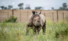 Ради сохранения вида 30 белых носорогов отправили из Южной Африки в Руанду