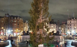 La Londra a fost luat în derîdere pomul de Crăciun dăruit de Norvegia 