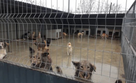 Нарушения в приюте для бездомных животных в Кишиневе