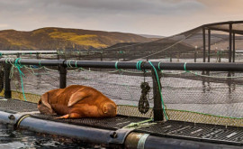 Моржиха Фрейя продолжает путешествие по Европе Ее видели у берегов Шотландии 