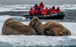 ВМО официально зафиксировала температурный рекорд в Арктике