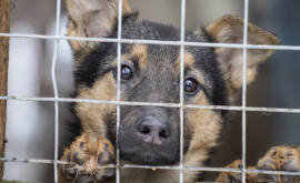 Activiştii cer ca jumătate din bugetul rezervat Regiei Autosalubritate să fie alocat azilurilor pentru animale