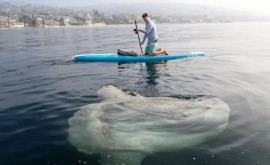 Peștesoare gigantic surprins în apropierea unei plaje din California