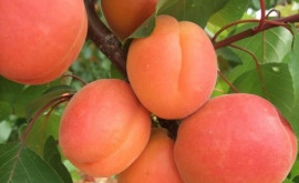 Молдова в разы увеличила экспорт абрикосов