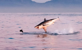 Момент когда тюлененку удается спастись от гигантской акулы 