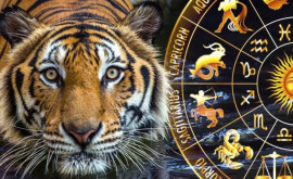 Чего ждать от 2022 года Водяного Тигра 10 главных советов для всех знаков китайского зодиака