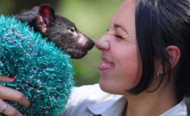 Питомцы австралийского зоопарка отпраздновали Рождество