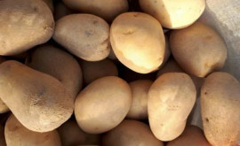 В Молдове падают цены на картофель