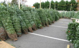 К Новому году Moldsilva продала более 44 000 елок
