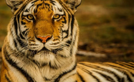 В 2021 году в Индии погибло 126 тигров Это рекорд за все время наблюдений
