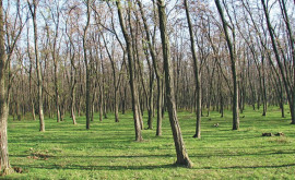 Ministra Mediului spune că salcîmul din pădurile Moldovei ar trebui înlocuit