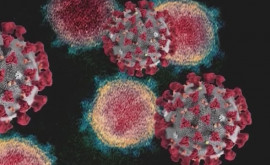 Вторая страна ЕС сообщает о случаях одновременного заболевания гриппом и COVID
