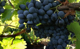 В Молдове подорожал столовый виноград 