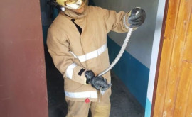 15 șerpi au fost scoși de pompieri din subsolul unei grădinițe din localitatea Cucoara raionul Cahul 