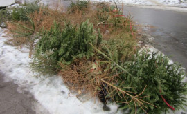 В Кишиневе новогодние елки централизованно собираются для переработки