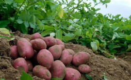 В Молдове может резко сократиться товарное производство картофеля