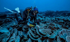 У берегов Таити нашли уникальный гигантский коралловый риф