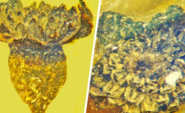 A fost descoperit cel mai vechi boboc de floare la o plantă fosilizată de acum 164 milioane de ani