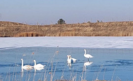 На одном из водоемов VIOParka зимуют лебеди ФОТО