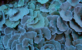Un recif de corali în formă de trandafir ca o operă de artă a fost descoperit în Tahiti