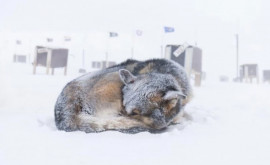 Пропавшая девочка выжила во время ледяной метели обнимая бродячую собаку в течение 18 часов