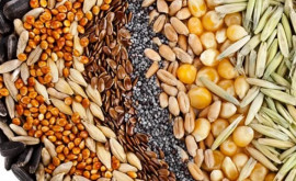 ANSA и Россельхознадзор обсудили процедуру сертификации семян экспортируемых в Россию