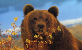 Urşii bruni îşi modifică habitatul Ce concluzii uimitoare prezintă un nou studiu