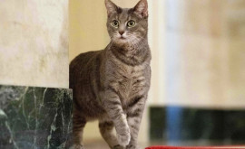 SUA Willow o pisică tigrată adoptată de familia Biden este noua mascotă a Casei Albe