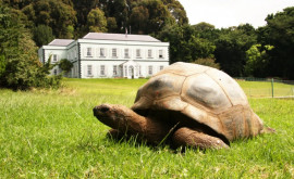 Cum arată Jonathan cea mai bătrînă broască țestoasă din lume Are aproape 200 de ani