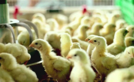 Rusia interzice importul producției avicole din Moldova