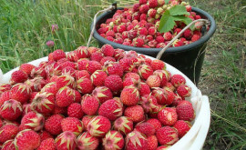 Prețul căpșunelor de import și cînd vom gusta căpșuna moldovenească