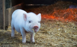 В районе Рышкань выявлен новый случай свиной чумы