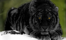 Un fotograf din India a reușit să captureze o specie rară de tigri negri