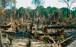 Defrişările din pădurea amazoniană din Brazilia la nivel record