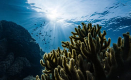 Две трети видов обитающих на морском дне еще не исследованы учеными