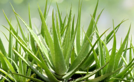 Aloe Vera 10 beneficii pentru sănătatea ta