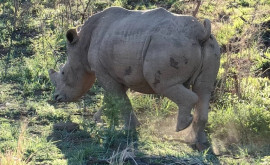 Începe lupta pentru rinocerii africani