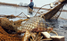 Circa 100 kg de pește prins ilegal în apele de frontieră