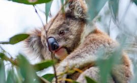 Australia Urșii koala sînt pe cale de dispariție