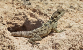 O nouă specie endemică de reptilă descoperită în Cipru
