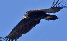 Mega eveniment În Moldova a fost observată o pasăre foarte rară Vulturul Negru