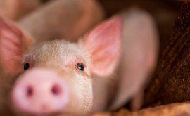Un nou caz de pestă porcină în raionul Briceni