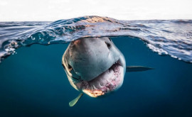 Лучшие работы фотоконкурса Underwater Photographer of the Year 2022