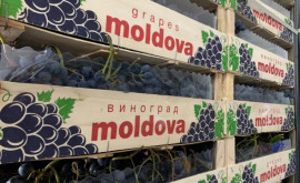 Interesul pentru strugurii moldovenești în Arabia Saudită continuă să crească