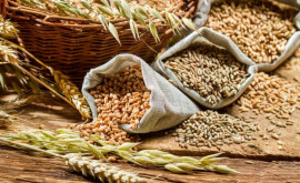 Экспорт пшеницы и сахара из страны запрещен 
