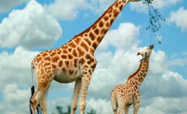 Drăgălășenia zilei O girafă a prezentat interes pentru un copil și a devenit eroul unui videoclip emoționant 